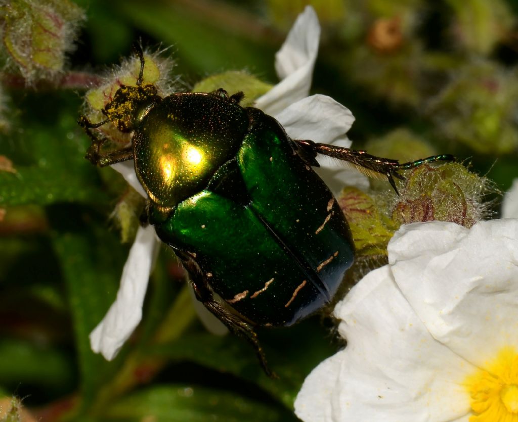 Cetonia aurata pisana